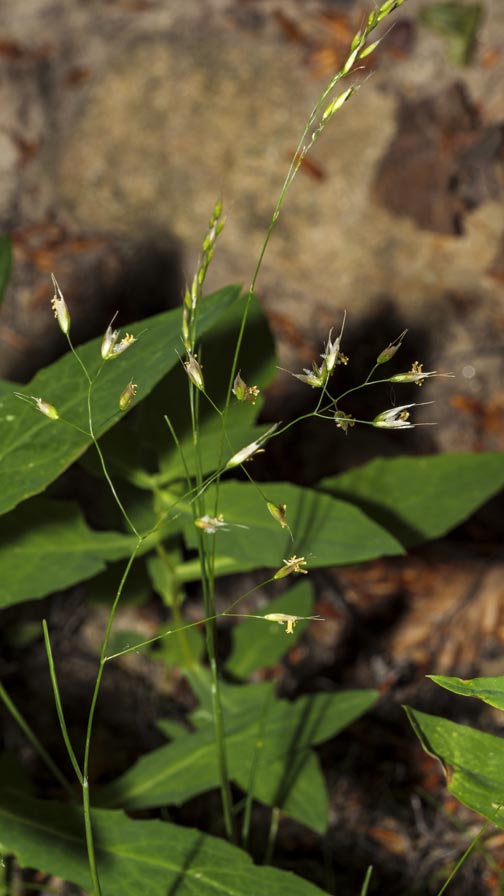 Poaceae: Aira caryophyllea